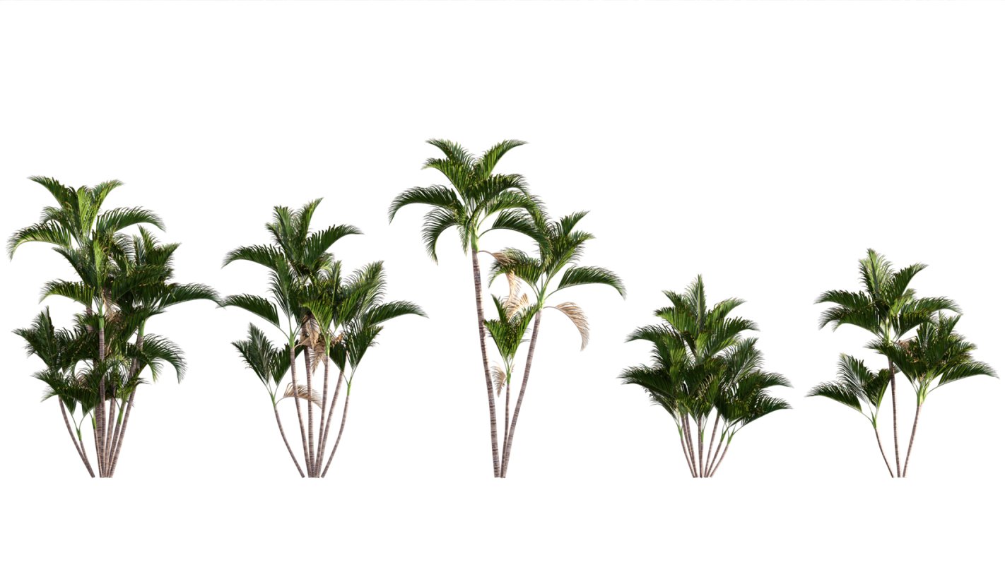 Collection 04 – Tropical Garden - Image 4