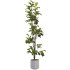 Bonsai Jungle Fiddle Ficus Tree Set - Thumbnail 2