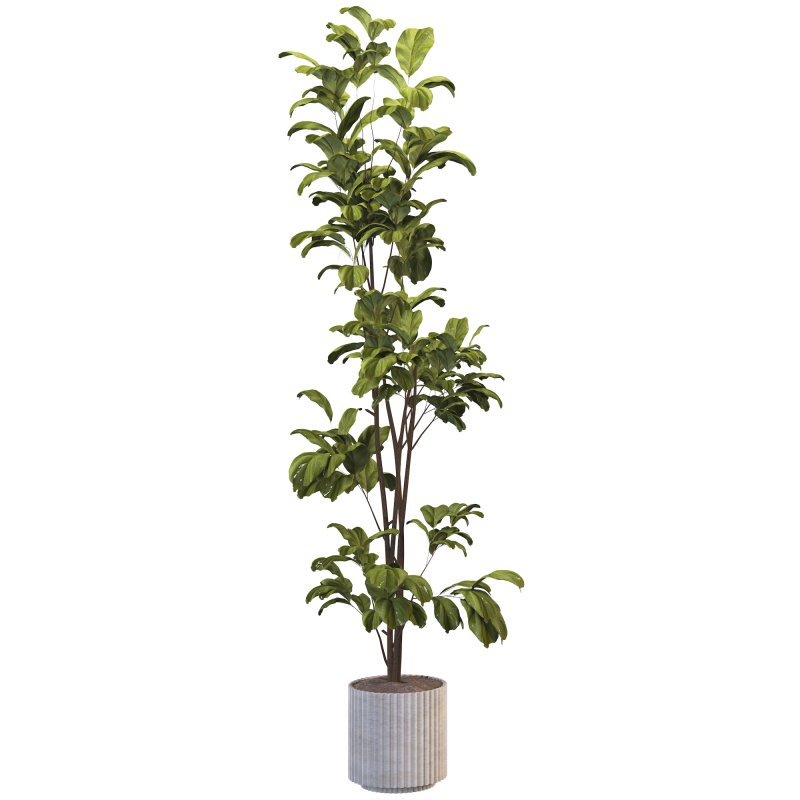 Bonsai Jungle Fiddle Ficus Tree Set - Image 2