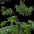 Monstera deliciosa 02 - Thumbnail 1