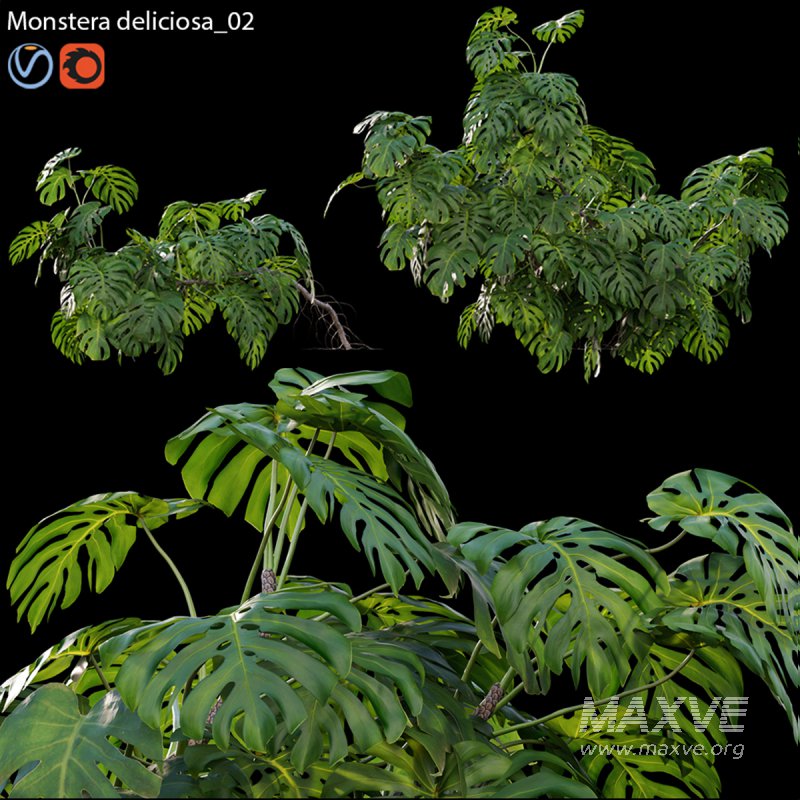 Monstera deliciosa 02 - Image 1