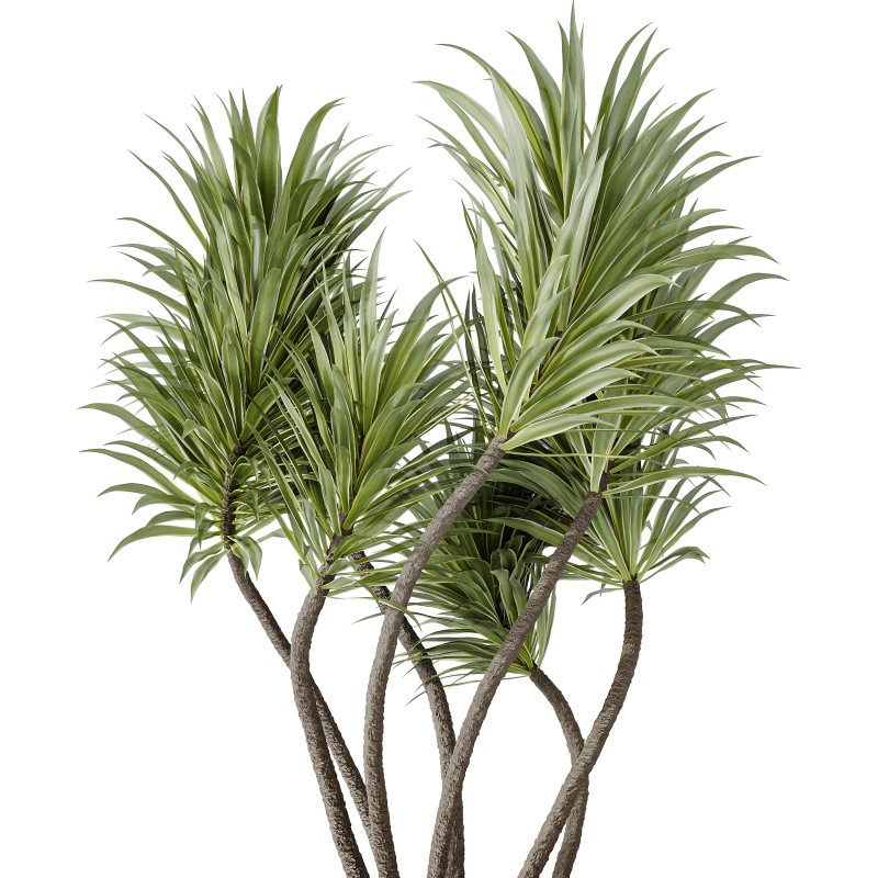 AV Indoor Plants Set 350 Olive Eucalyptus and Banana Nicolai and Yucca and Bonsai Orange - Image 3