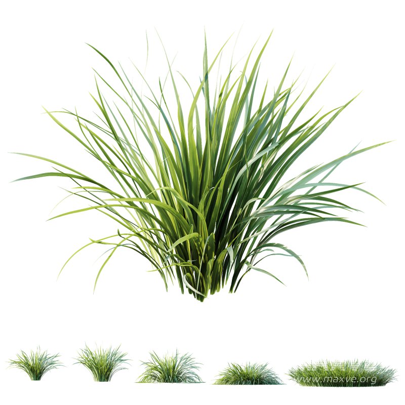 ntal grasses are widely used in landscaping for ground cover, edging, and creating natural textures in gardens. The set offers realistic density and organic variation, making it ideal for exterior design, botanical compositions, and architectural visualizations. With clean topology and 4K textures, these models ensure both high performance and lifelike detail. - Image 6