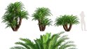 Collection 10 – Palm garden - Thumbnail 21