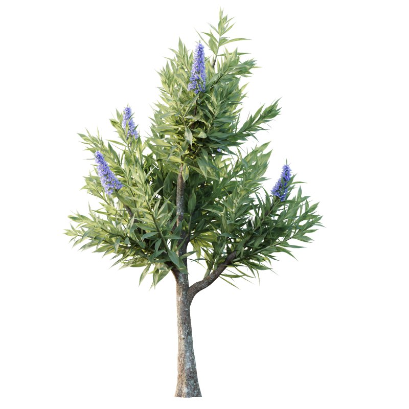 Echium candicans Pride of Madeira Bush 08 - Image 4