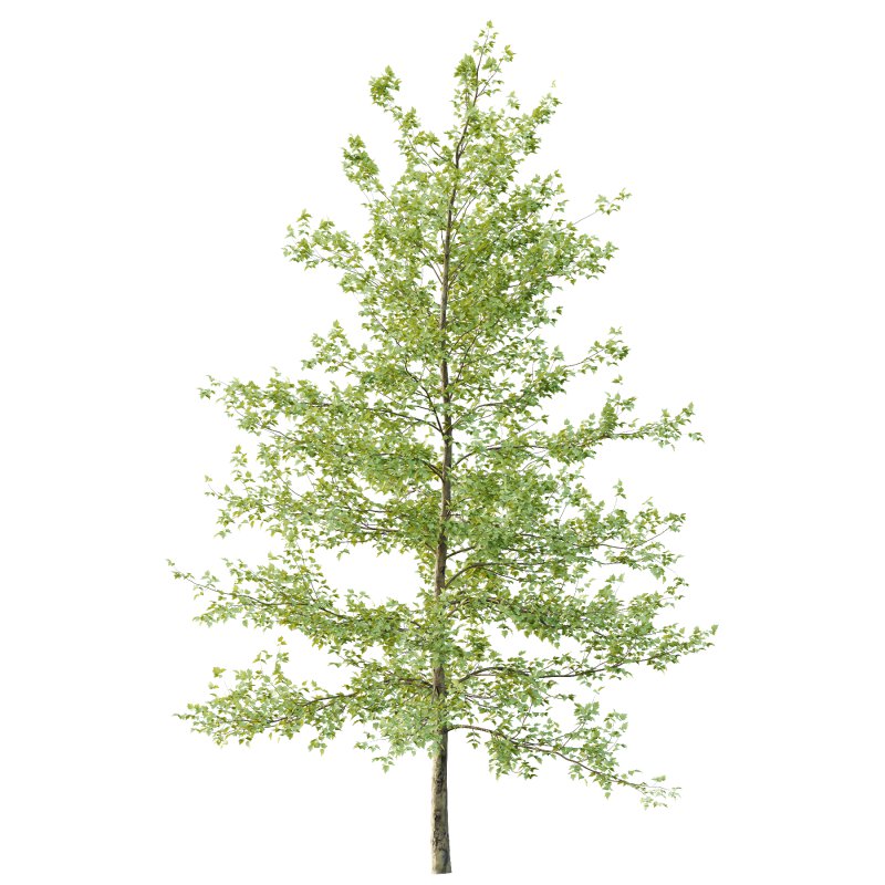 Sycamore Platanus Tree 04 - Image 1