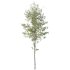AV Plants Alnus Glutinosa Tree10 - Thumbnail 1