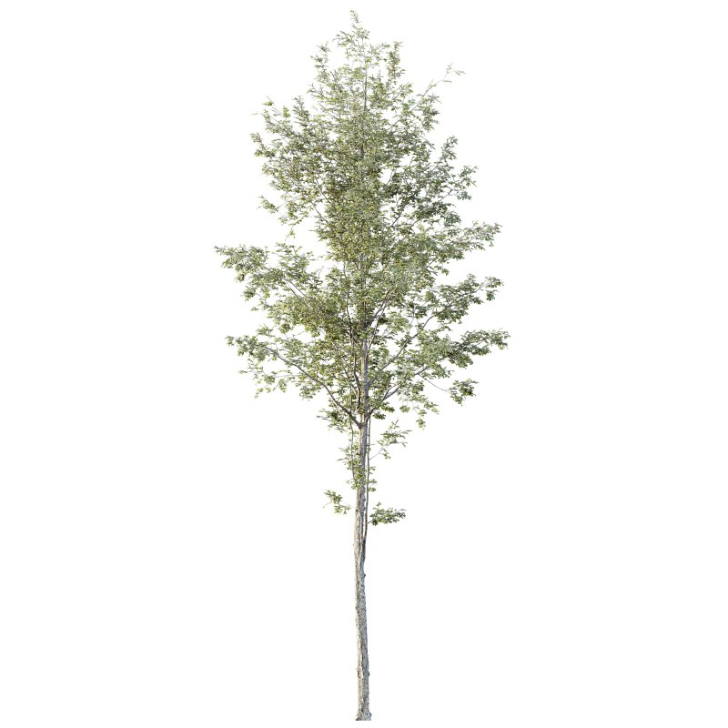 AV Plants Alnus Glutinosa Tree10 - Image 1