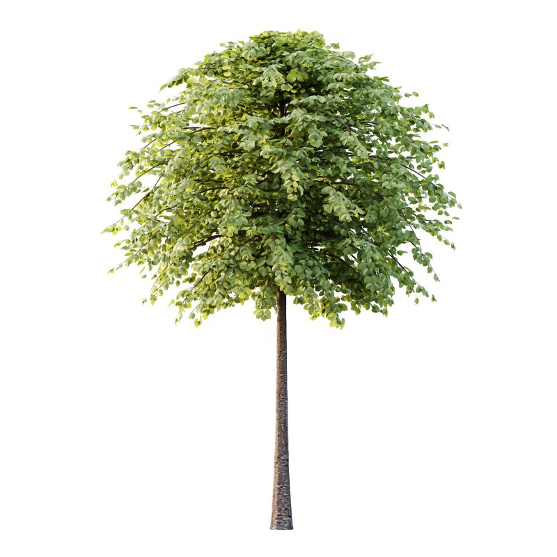 Tilia platyphyllos Tree 13 - Image 2