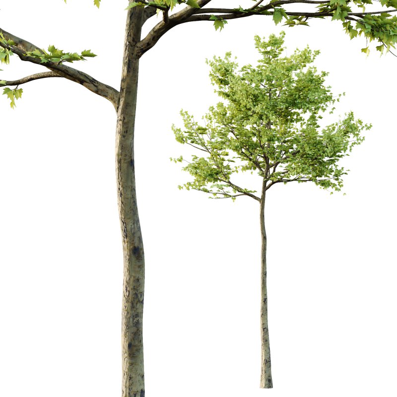 Sycamore Platanus Tree 03 - Image 4