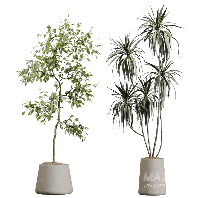 AV Indoor Plants Set 364 Ficus Cyathistipula and Dracaena Warnecki and Cunjevoi Alocasia and Japandi Decorative - Image 5