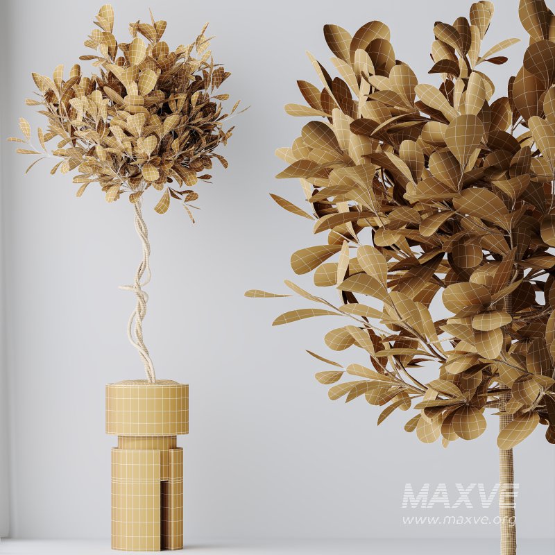 AV Indoor Plants Set 339 Ficus microcarpa and Ficus Cyathistipula and Zamiifolia - Image 12