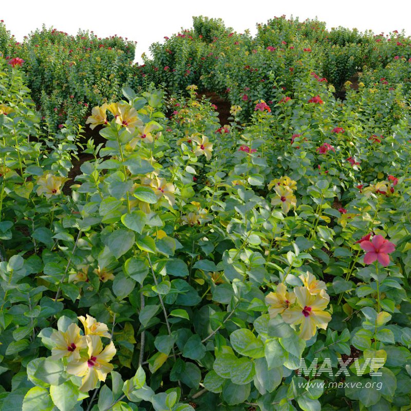 Hibiscus fragilis – Mandrinette – Chinese hibiscus – Hibiscus rosa - Image 3