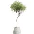 AV Indoor Plants Set 362 Arbequina Olive and Ficus Dracaena Marginata - Thumbnail 2