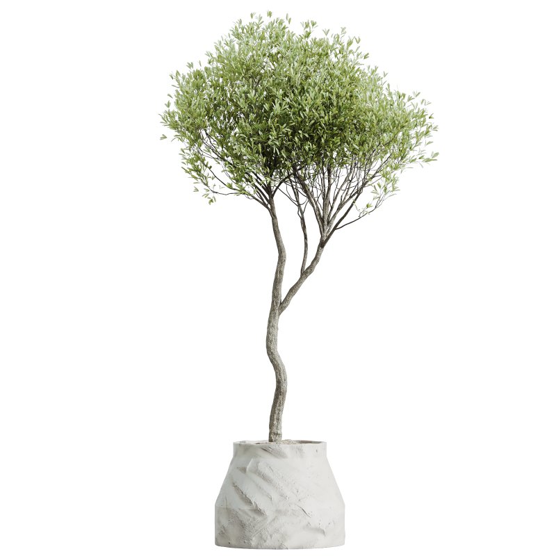 AV Indoor Plants Set 362 Arbequina Olive and Ficus Dracaena Marginata - Image 2