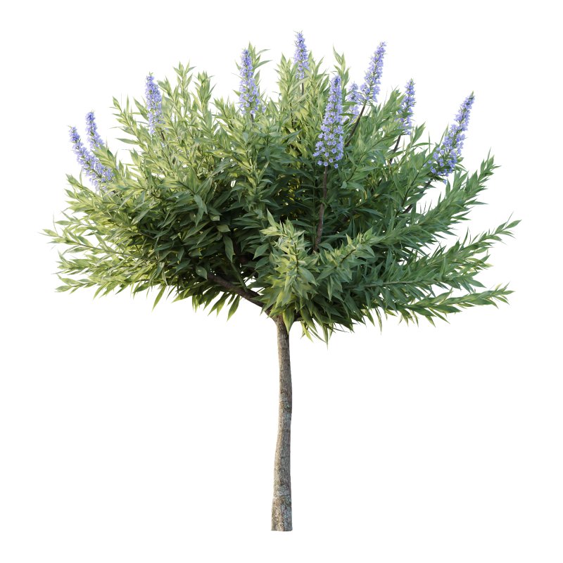 Echium candicans Pride of Madeira Bush 08 - Image 2