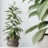 AV Indoor Plants Set 339 Ficus microcarpa and Ficus Cyathistipula and Zamiifolia - Thumbnail 7