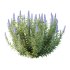 Echium candicans Pride of Madeira Bush 05 - Thumbnail 1
