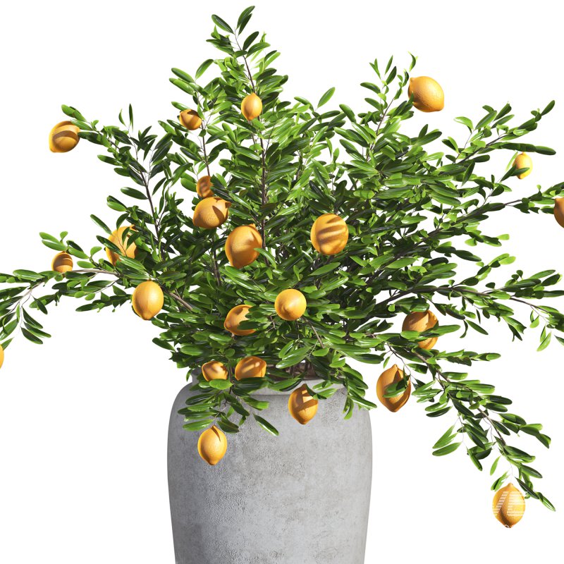 Indoor Bonsai Lemon Tree in Pot - Image 1
