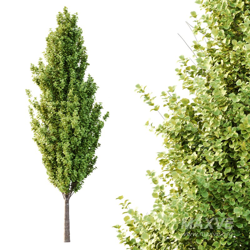 Different Trees 55 - Image 5