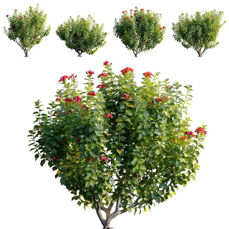 Hibiscus fragilis – Mandrinette – Chinese hibiscus – Hibiscus rosa - Image 1