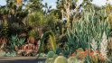 Collection 12 – Desert Garden - Thumbnail 1