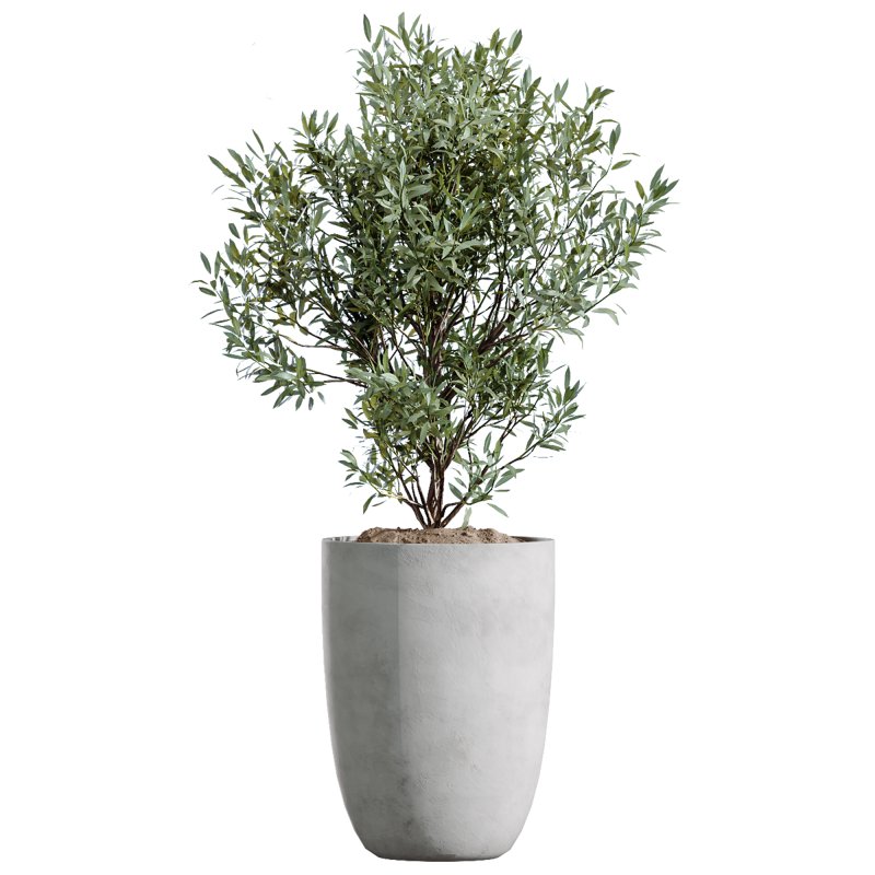 AV Indoor Plants Set 347 Arbequina Olive and Ficus Cyathistipula and Cunjevoi Alocasia and Yucca Palm - Image 7