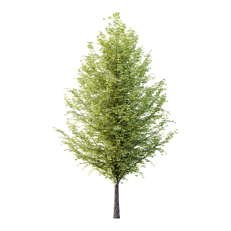 Tilia platyphyllos Tree 15 - Image 1