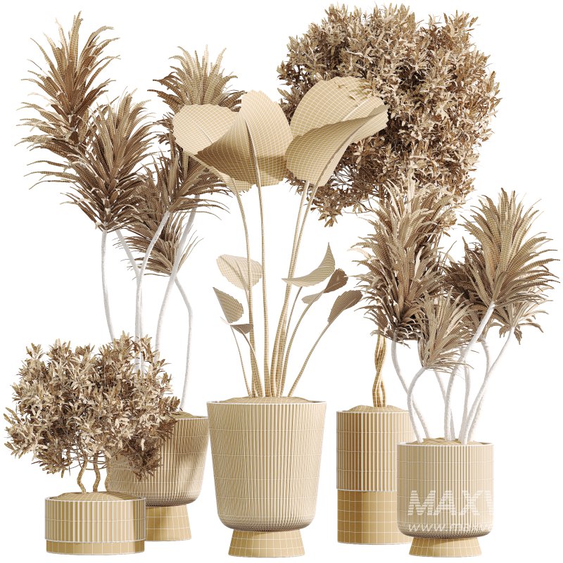 AV Indoor Plants Set 353 Spineless Yucca and Mission olive and Ravenala Banana - Image 6