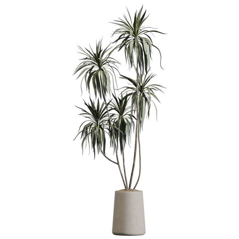 AV Indoor Plants Set 364 Ficus Cyathistipula and Dracaena Warnecki and Cunjevoi Alocasia and Japandi Decorative - Image 3
