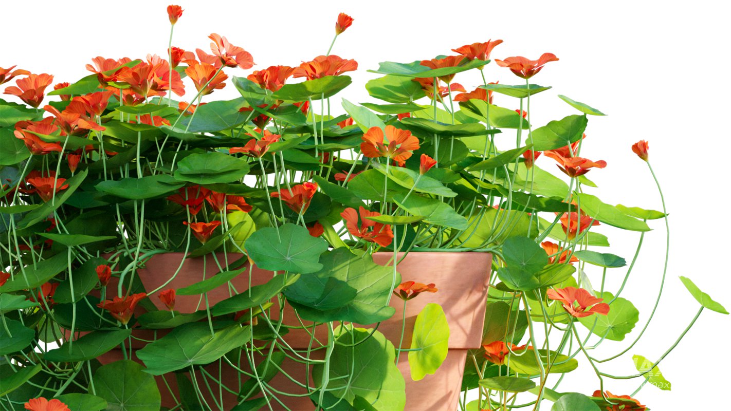 Collection 07 – Central America Garden - Image 21