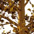 Tilia platyphyllos Tree 03 - Thumbnail 4