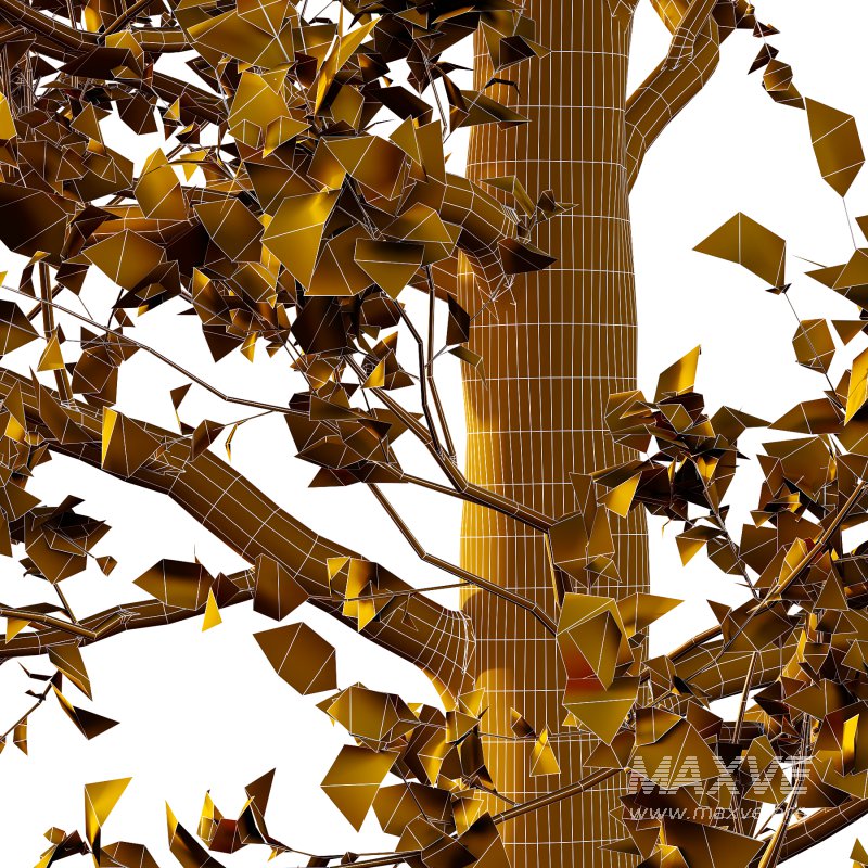 Tilia platyphyllos Tree 03 - Image 4