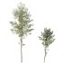 AV Plants Alnus Glutinosa Tree10 - Thumbnail 2