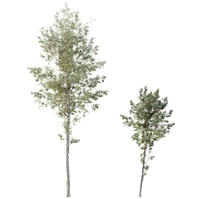 AV Plants Alnus Glutinosa Tree10 - Image 2