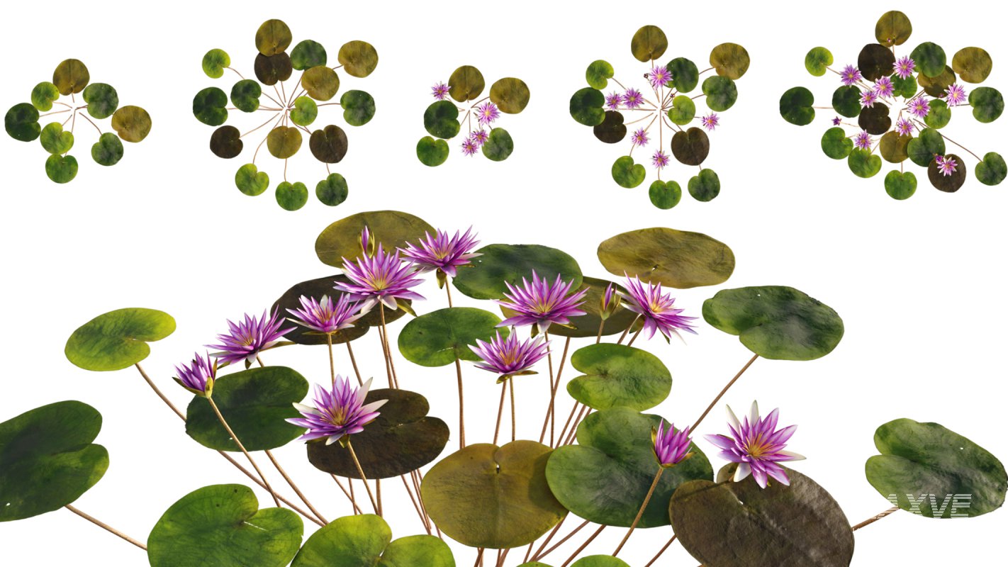 Collection 06 – Japanese Garden - Image 16