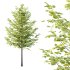 Tilia platyphyllos Tree 16 - Thumbnail 4