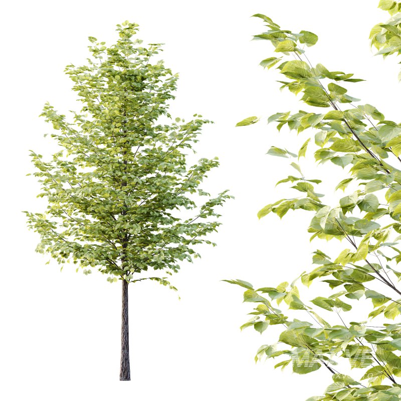 Tilia platyphyllos Tree 16 - Image 4