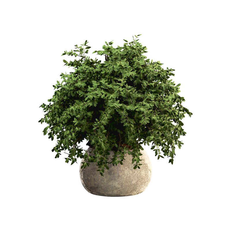 HousePlants Set - Image 4