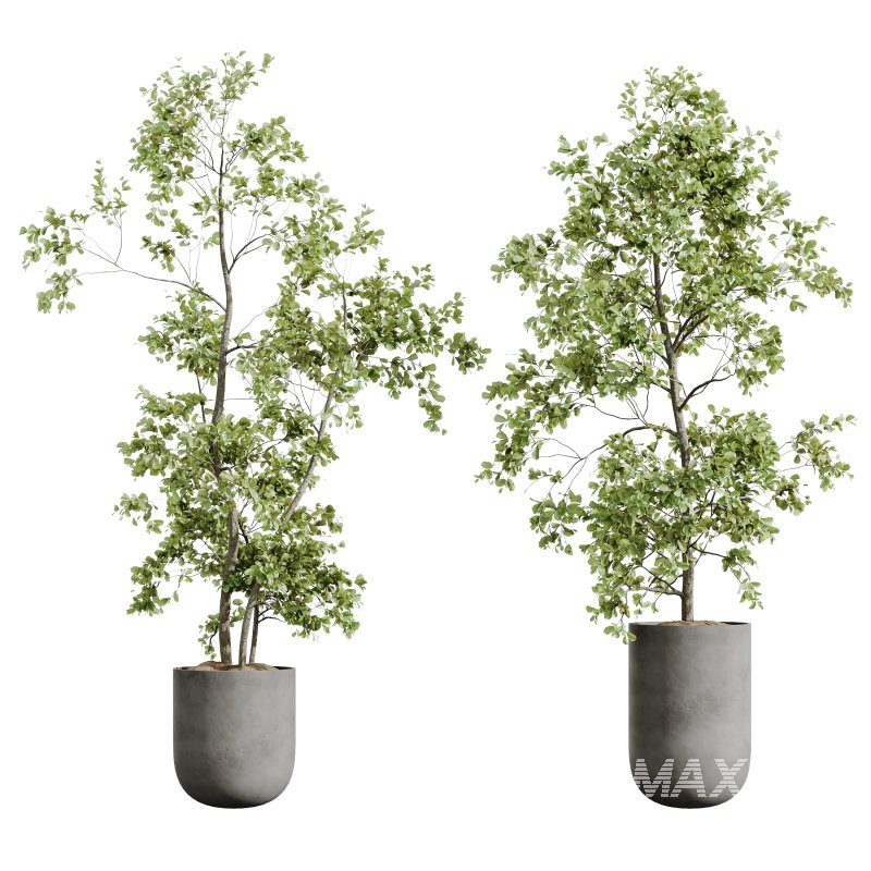 AV Indoor Plants Set 326 Europaea Olive Eucalyptus and Mission Arbequina Olive - Image 3