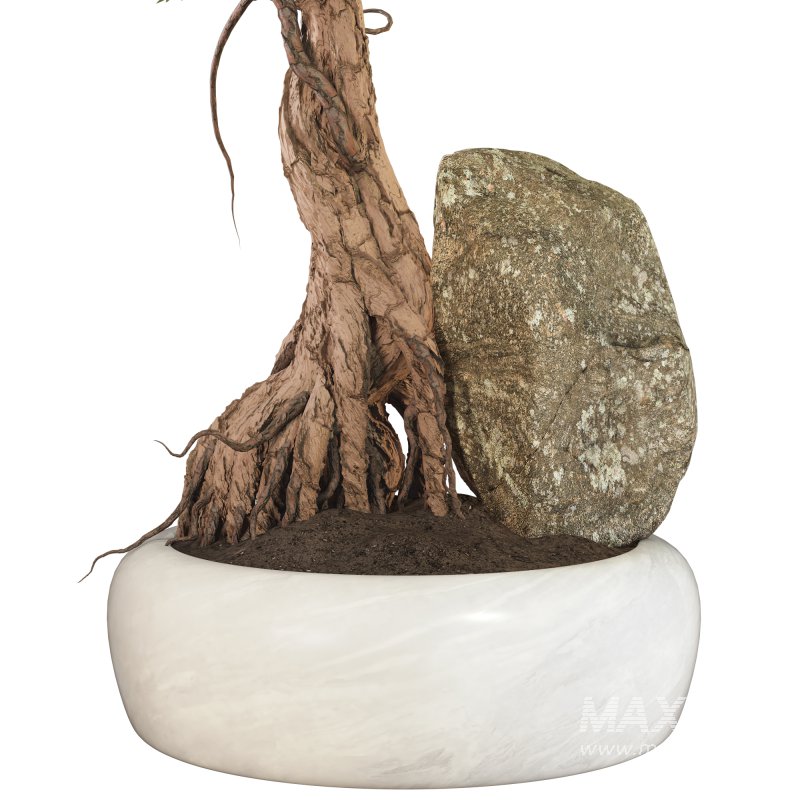 Bonsai - Image 4