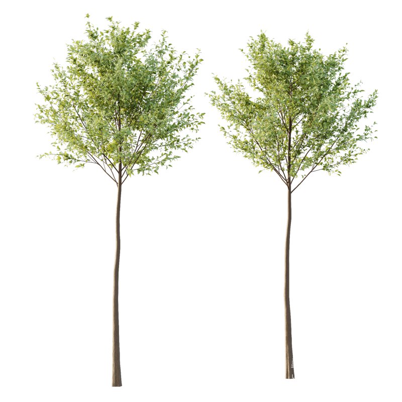 Tilia platyphyllos Tree 04 - Image 1