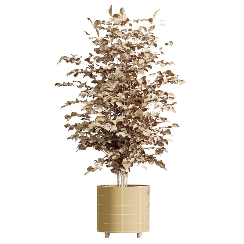 AV Indoor Plants Set 331 Ficus Dracaena Marginata and Alnus Glutinosa Alder and Aloe Vera - Image 6