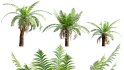 Collection 09 – Fern Garden - Thumbnail 26