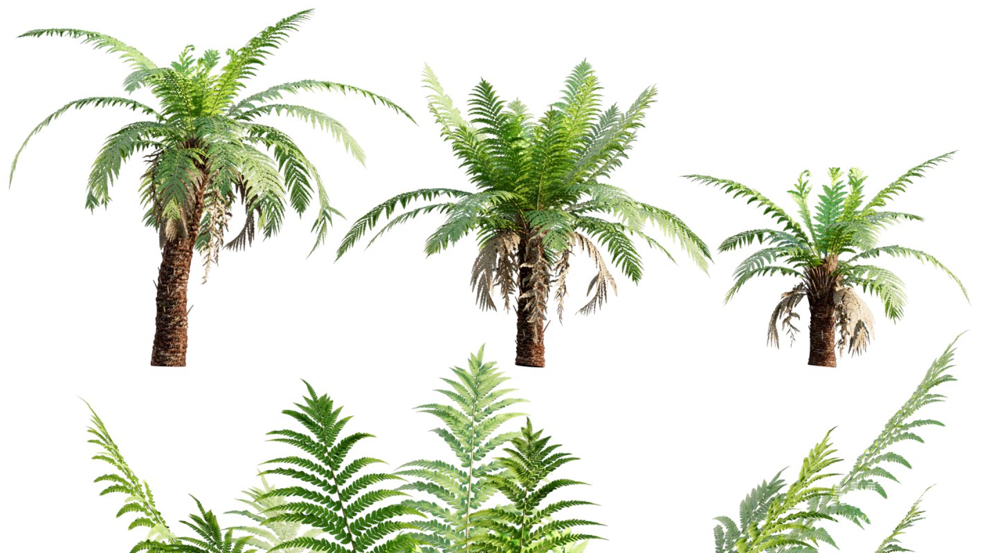 Collection 09 – Fern Garden - Image 26
