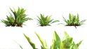 Collection 09 – Fern Garden - Thumbnail 8