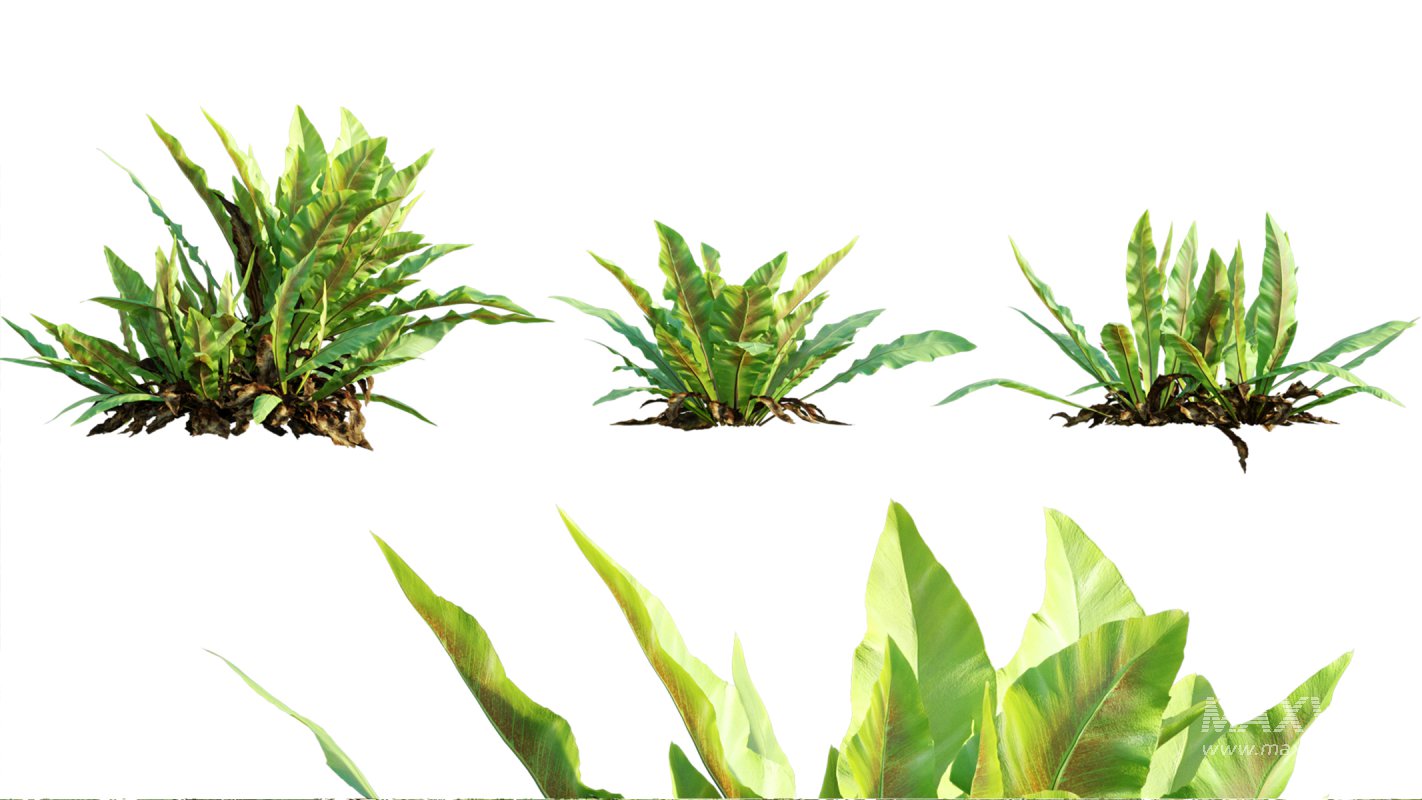 Collection 09 – Fern Garden - Image 8