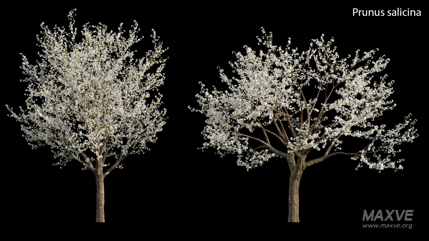 Collection 17 – Chinese garden - Image 29