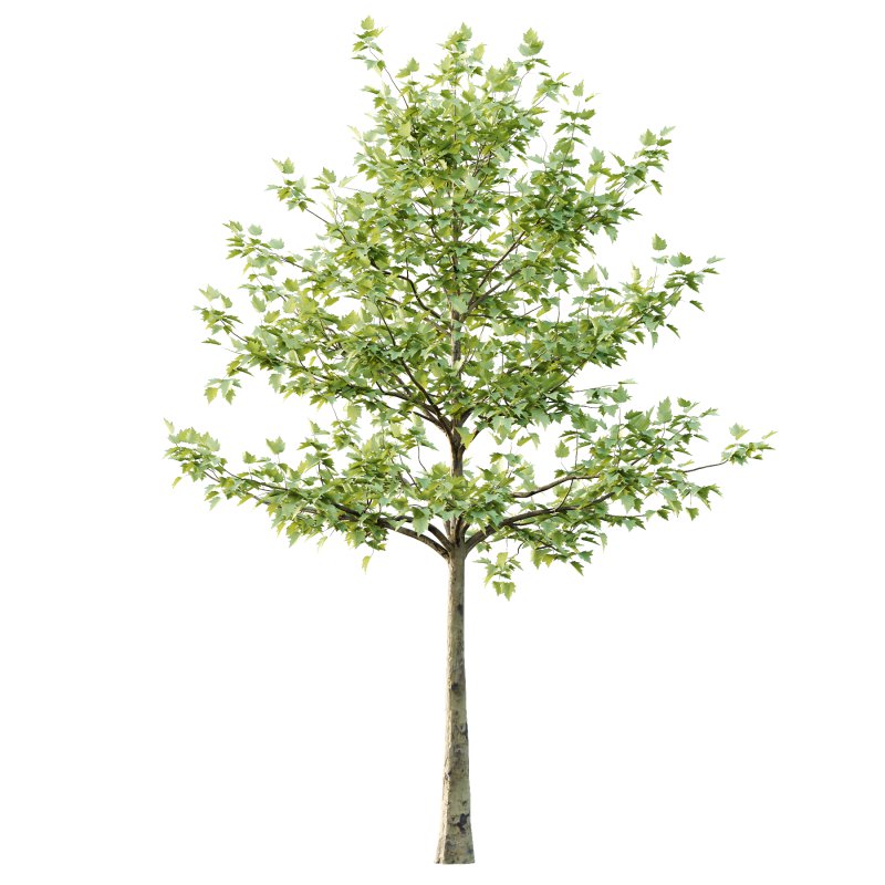 Sycamore Platanus Tree 07 - Image 3