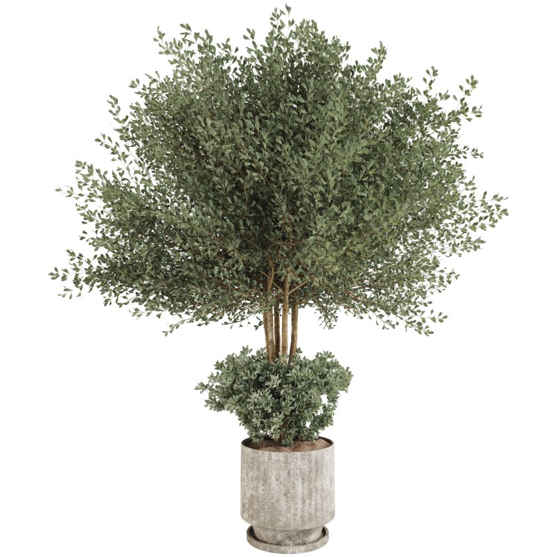 Indoor Plant in Pottery Pot - Image 2